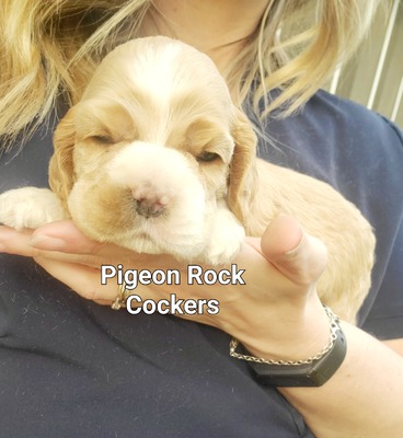 Buff - Purple Collar