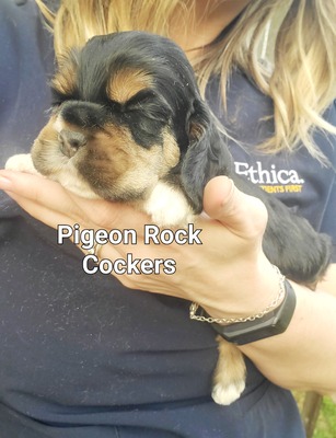 Black & Tan - Red Collar