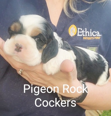 Black Tricolor - Pink Collar