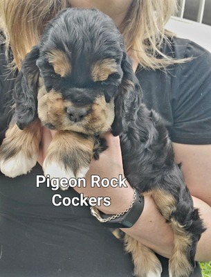Black & Tan - Red Collar