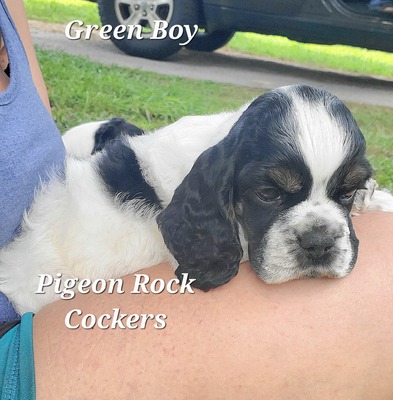 Green Boy